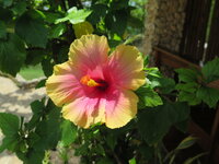 IMG_4192.jpg