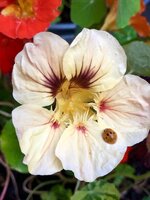 12D131B0-C765-4B07-8D2D-778295DF6E15.jpeg