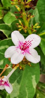 IMG_20190618_130749.jpg
