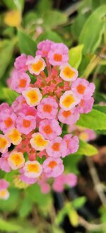 IMG_20190618_133449.jpg