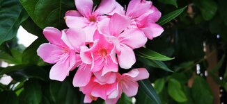IMG_20190910_063716.jpg