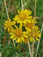20190807_123810.jpg