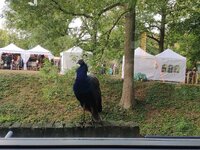 IMG_20191003_150139_1.jpg