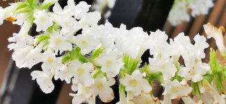 IMG_20190930_063951.jpg