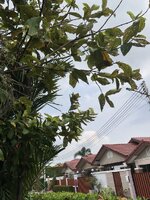 5265ED00-9129-4E99-A6C6-1E3D2AA13D3B.jpeg