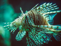 20190524_Pattaya-006.jpg 20190524_Pattaya-006.jpg