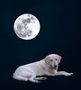 Luna Mond.jpg