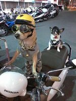 dogland.jpg