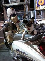 dogland2.jpg