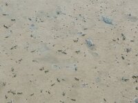 k-p8150026.jpg