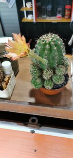 IMG_20191222_071102.jpg