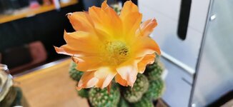 IMG_20191222_071114.jpg