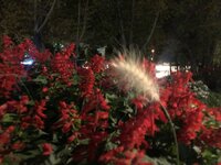 2F7FA326-0144-4B12-91B8-2C8D3DD73296.jpeg