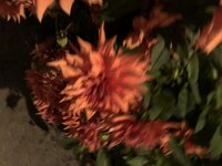 9053BDD4-C33F-4570-B281-EB2FA5F3A754.jpeg