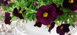 IMG_20200305_074400.jpg