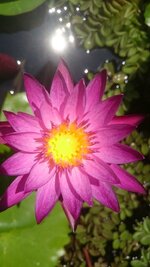DSC_1662.JPG