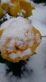 DSC_0979.JPG