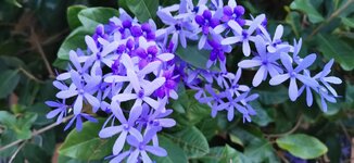 IMG_20200414_182506.jpg
