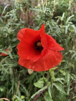 IMG_9531.JPG