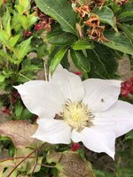 IMG_9567.JPG