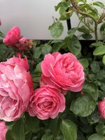IMG_9568.JPG