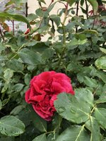 IMG_9573.JPG