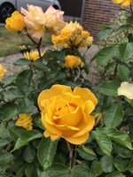 IMG_9587.JPG