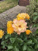 IMG_9586.JPG