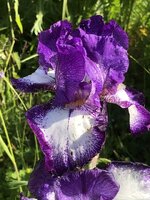 FC6868AD-1BDB-484F-B816-72E3A97A88EF.jpeg
