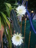 IMG_20200603_054718.jpg