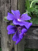 676058C8-0D79-44D1-ADED-751E5FEDD769.jpeg