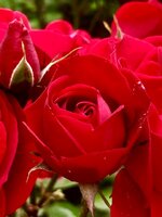 62920CC4-D1CB-4227-8C53-5CC799478445.jpeg