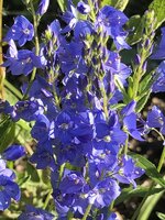 0A2D0588-4CA1-45E2-BBCC-0ABB5358C342.jpeg