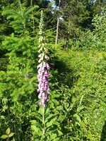 IMG_20190614_170648.jpg