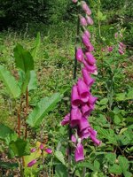 IMG_20200611_110456.jpg