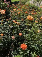 A644EFC0-18DE-4BA1-90E5-F952D5D2C743.jpeg