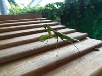 IMG_20180916_164141.jpg