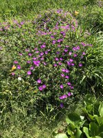 21B65937-CEE1-4505-B811-7B3922EFDB00.jpeg