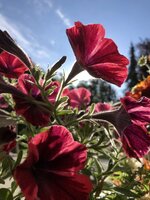7139144D-C198-41EF-97A1-F96EE4F47D70.jpeg