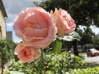 4D013310-48C9-4BFA-B1A5-A415E4DE3250.jpeg