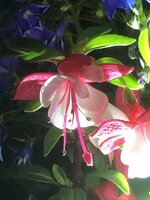 E4E152DF-005F-4A9E-8E5B-B7A1D72512BE.jpeg