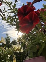 742C81C8-AAA9-492B-AB9C-D05C819A2582.jpeg