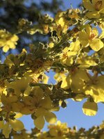 6DF08D70-9145-460F-8EEF-ABECA7C64AAB.jpeg