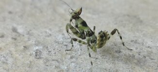 IMG_20201130_125450.jpg
