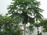 Thailand Dezember 2004 206.jpg