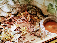 IMG-20201007-171040-2.jpg IMG-20201007-171040-2.jpg