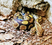 IMG-20201007-171254-3.jpg IMG-20201007-171254-3.jpg