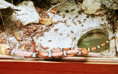 IMG-20201007-170941-2.jpg IMG-20201007-170941-2.jpg