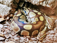 IMG-20201007-170108-2.jpg IMG-20201007-170108-2.jpg