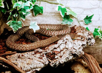 IMG-20201007-170238-2.jpg IMG-20201007-170238-2.jpg